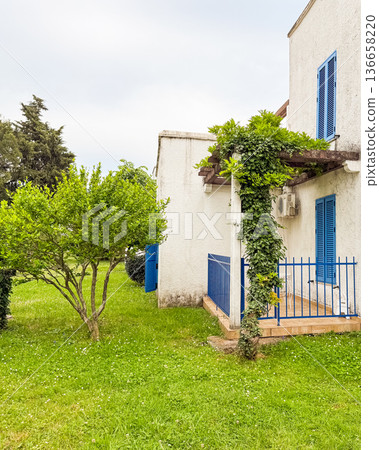 White building with blue shutters and balcony covered by green vine in garden. Architecture, housing, summer lifestyle and natural environment of residential urban culture. 136658220