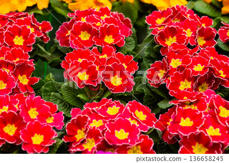 Close up of red polyanthus primrose flowers in spring Close up of red polyanthus primrose flowers in spring 136658245