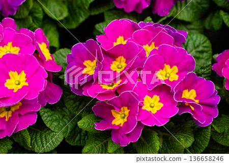 Group of purple primrose flowers in full bloom Group of purple primrose flowers in full bloom 136658246