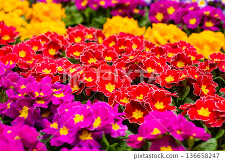 Mixed pink and yellow primrose flowers background Mixed pink and yellow primrose flowers background 136658247