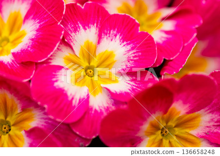 Close up of pink and white bicolor primula flowers Close up of pink and white bicolor primula flowers 136658248