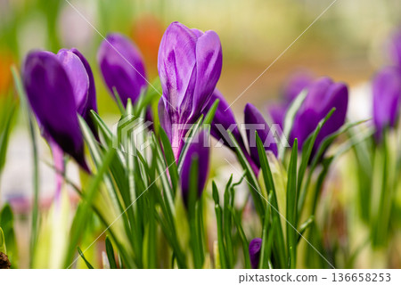 Early spring purple crocus flowers in the field 136658253