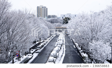 白雪皚皚的景色中，道路和綠樹成蔭的街道。 136658663