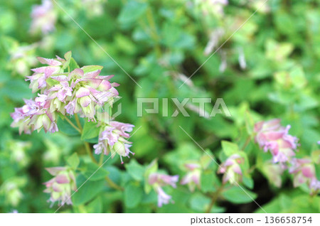 Oregano flowers blooming in the soft light Oregano flowers blooming in the soft light 136658754