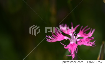 A single deep pink dianthus blooms at the bottom right. A single deep pink dianthus blooms at the bottom right. 136658757