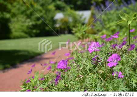 An early summer garden where pink flowers stand out in contrast to the grass 136658758