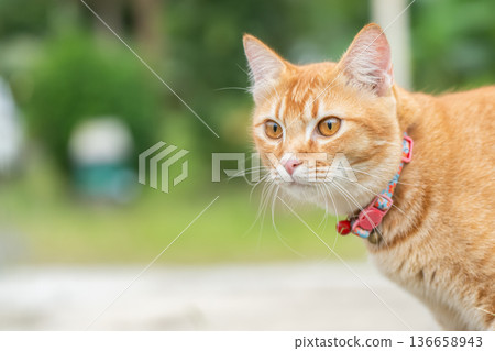 Ginger tabby cat exploring outdoors in a garden during the day copy space while wearing a collar and looking attentively at its surroundings. High quality photo Ginger tabby cat exploring outdoors in a garden during the day copy space while wearing a collar and looking attentively at its surroundings. High quality photo 136658943