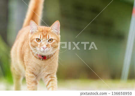 A ginger tabby cat walks around in an outdoor setting. The cat has bright eyes and wears a collar. The sun shines in the background while the cat explores its surroundings. High quality illustration A ginger tabby cat walks around in an outdoor setting. The cat has bright eyes and wears a collar. The sun shines in the background while the cat explores its surroundings. High quality illustration 136658950
