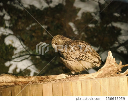 Blakiston's fish owls come to the fish tank to catch fish Blakiston's fish owls come to the fish tank to catch fish 136658959
