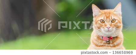 A ginger orange tabby cat rests outside on grass. The cat has bright eyes and shows interest in its surroundings while wearing a collar. Trees and blurred colors are in the copy space background. High A ginger orange tabby cat rests outside on grass. The cat has bright eyes and shows interest in its surroundings while wearing a collar. Trees and blurred colors are in the copy space background. High 136658969