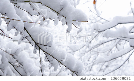 Buds and buds under the snow waiting for spring Buds and buds under the snow waiting for spring 136659021