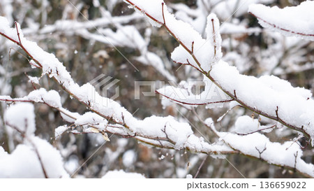 Buds and buds under the snow waiting for spring Buds and buds under the snow waiting for spring 136659022