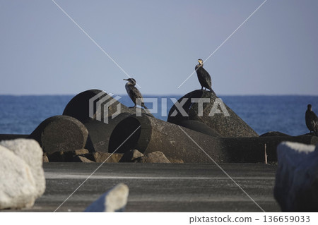 A sea cormorant sunbathing on a tetrapod A sea cormorant sunbathing on a tetrapod 136659033