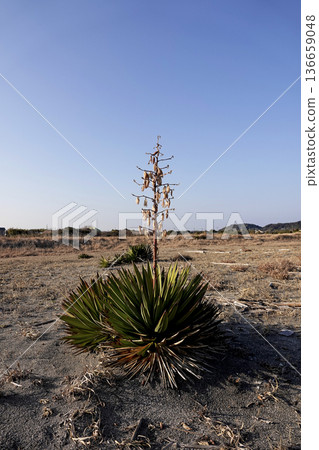 Withered yucca orchid flowers blooming on the sandy coastline 136659048