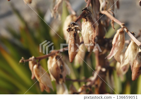 Withered yucca orchid flowers blooming on the sandy coastline Withered yucca orchid flowers blooming on the sandy coastline 136659051