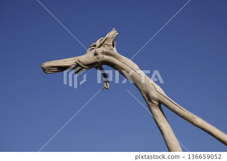 Dragon-shaped driftwood and blue sky 136659052