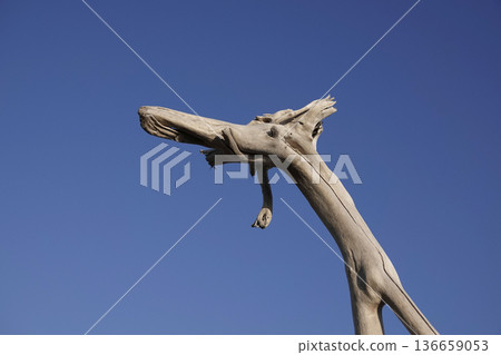 Dragon-shaped driftwood and blue sky Dragon-shaped driftwood and blue sky 136659053
