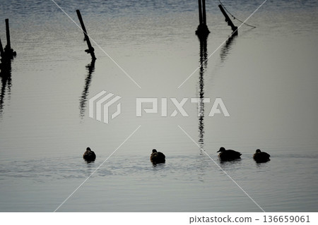 Spot-billed ducks swimming on the mudflats at dusk Spot-billed ducks swimming on the mudflats at dusk 136659061