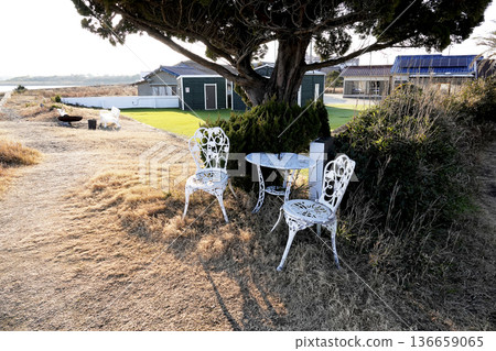 White chairs and tables set up under large evergreen trees along the beach in winter 136659065