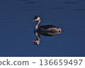 Great Crested Grebe on a lake in spring 136659497