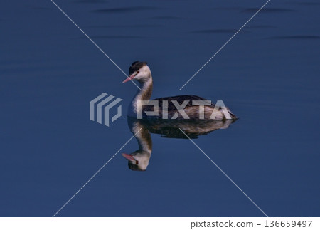 春天湖面上的鳳頭䴙䴘 春天湖面上的鳳頭䴙䴘 136659497