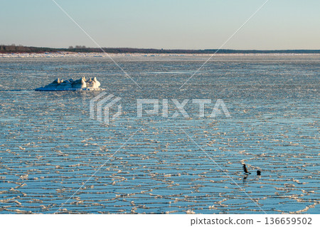Frozen Baltic Sea in Latvia with Ice Floes and Seabirds on Winter Coastal Waters Frozen Baltic Sea in Latvia with Ice Floes and Seabirds on Winter Coastal Waters 136659502