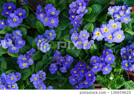 Beautiful blue primrose flowers with yellow centers bloom among green leaves creating a vibrant spring floral background for garden and nature design Beautiful blue primrose flowers with yellow centers bloom among green leaves creating a vibrant spring floral background for garden and nature design 136659620