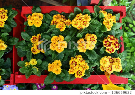 Vibrant yellow primrose flowers with red centers grow in a bright red wooden box creating a colorful spring floral background for garden and nature 136659622