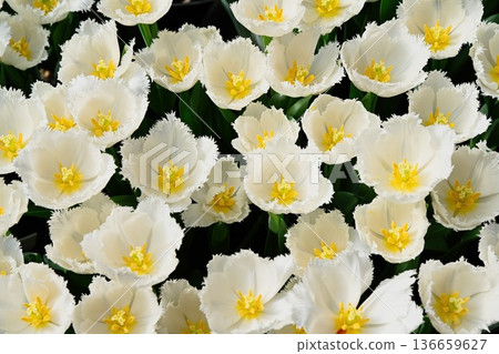 Elegant white fringed honeymoon tulips with yellow centers bloom in a spring garden creating a beautiful floral background for nature and plant design 136659627