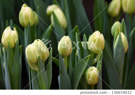 Vibrant cream yellow avant garde tulip buds bloom among lush green leaves in a spring garden creating a beautiful natural background for floral design 136659632