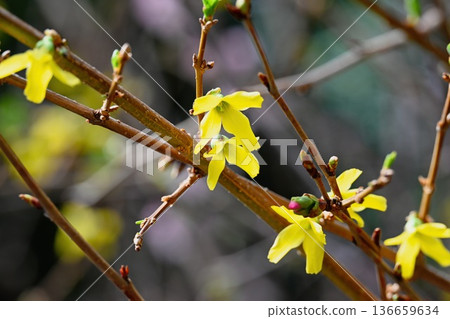 Vibrant yellow forsythia flowers bloom on bare branches in early spring creating a bright natural background for garden and seasonal floral design 136659634
