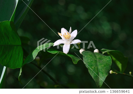 Fragrant white citrus blossom flower with yellow stamens and green leaves on a tree branch creating a fresh spring nature background for floral design Fragrant white citrus blossom flower with yellow stamens and green leaves on a tree branch creating a fresh spring nature background for floral design 136659641