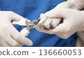 Pet care involves nail trimming for a dog at a veterinary clinic during daylight hours 136660053