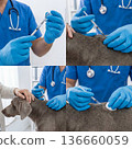 Veterinary staff gives vaccine to dog in clinic during afternoon check-up with owner present 136660059
