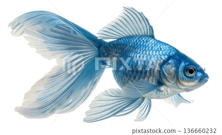 gold fish isolated on transparent background gold fish isolated on transparent background 136660232