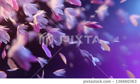 Abstract background with floating petals. Purple and pink petals in the air. Romantic and dreamy background. 136660363
