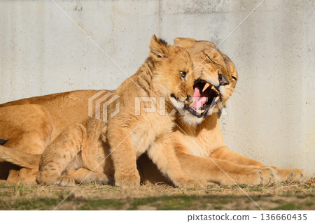 A mother lion and her spoiled child 136660435