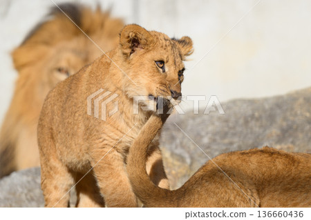 Lion cub biting its tail Lion cub biting its tail 136660436