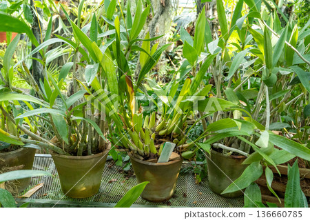 Growi Cattleya flowers in ceramic pots in the garden. Orchid plants collection. Growi Cattleya flowers in ceramic pots in the garden. Orchid plants collection. 136660785