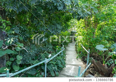 Jungle path nature. Lush Green Monstera Leaves plant 136660786