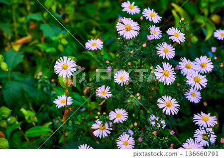 Spring mood.Bush of purple New Belgian aster Symphyotrichum novi belgii Spring mood.Bush of purple New Belgian aster Symphyotrichum novi belgii 136660791