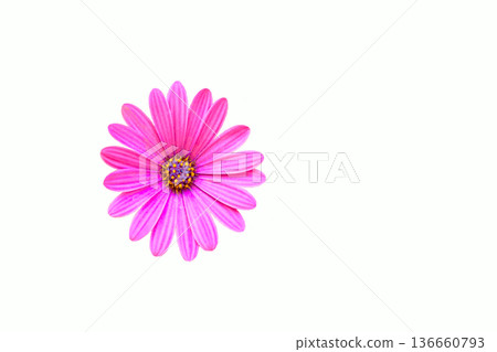 Pink flower head of Dimorphotheca ecklonis,Cape Margarita on white Pink flower head of Dimorphotheca ecklonis,Cape Margarita on white 136660793
