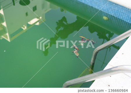 Unmaintained swimming pool filled with green water and floating debris. Abandoned residential pool shows neglect and algae growth Unmaintained swimming pool filled with green water and floating debris. Abandoned residential pool shows neglect and algae growth 136660984