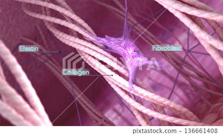 Skin extracellular matrix structure. Fibroblasts, collagen and elastin fibers in the young healthy skin. 3D rendered illustration 136661408