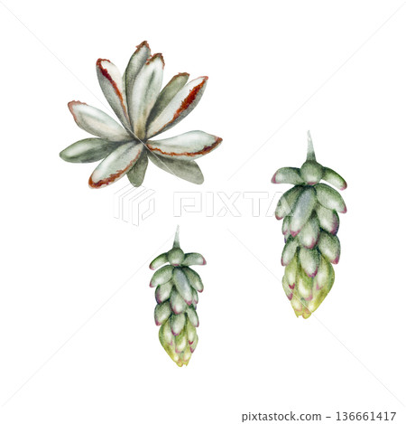 Sedum plant with dense foliage and rounded leaves. Isolated illustration hand drawn in watercolor. Plant care visuals, sustainable landscaping materials. 136661417
