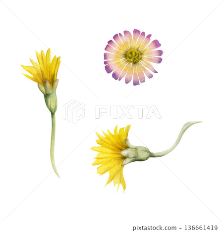 Yellow and purple daisy, dandelion flower, coltsfoot salsify hawkweed aster chamomile coneflower. Isolated illustration hand drawn in watercolor. Green lifestyle branding, modern botanical prints. Yellow and purple daisy, dandelion flower, coltsfoot salsify hawkweed aster chamomile coneflower. Isolated illustration hand drawn in watercolor. Green lifestyle branding, modern botanical prints. 136661419
