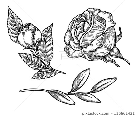 Vintage rose set in black and white sketch style. Realistic hand drawn vector graphic illustration with outline texture. Perfect for greeting card design or decor and nostalgic botanical artwork. Vintage rose set in black and white sketch style. Realistic hand drawn vector graphic illustration with outline texture. Perfect for greeting card design or decor and nostalgic botanical artwork. 136661421