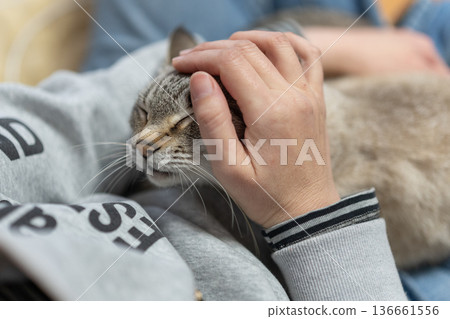 hold a cat 136661556