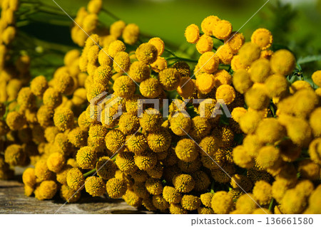 Tanacetum vulgare in the green summer meadow. Wildflowers tansy yellow background. Yellow flowers close up. Tanacetum vulgare common tansy is a medical herb. Tanacetum vulgare in the green summer meadow. Wildflowers tansy yellow background. Yellow flowers close up. Tanacetum vulgare common tansy is a medical herb. 136661580