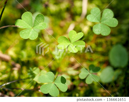 Heart-shaped leaves 136661651